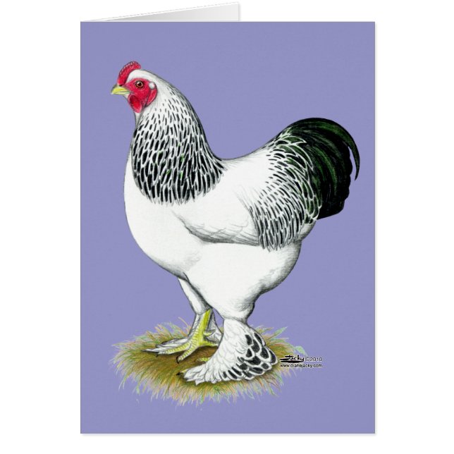 Brahma: Lichte rooster (Voorkant)