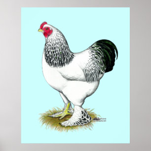 Brahma: Lichte rooster Poster