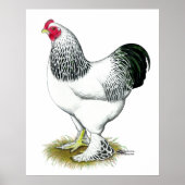 Brahma: Lichte rooster Poster (Voorkant)