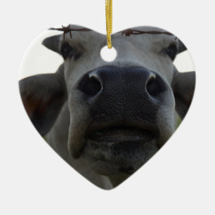 BRAHMAN COW STEER RURAL QUEENSLAND AUSTRALIË KERAMISCH ORNAMENT