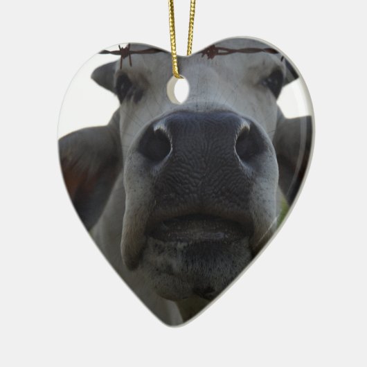 BRAHMAN COW STEER RURAL QUEENSLAND AUSTRALIË KERAMISCH ORNAMENT (Links)