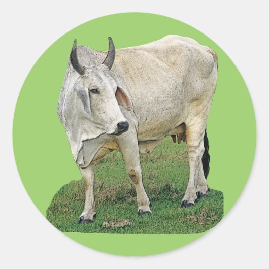 Brahman Koe Ronde Sticker (Voorkant)