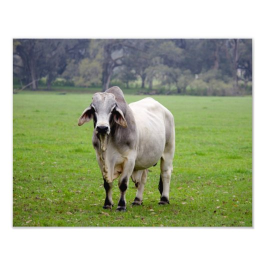 Brahman (ook bekend als Brahma) Bull in Field Foto Afdruk (Voorkant)