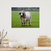 Brahman (ook bekend als Brahma) Bull in Field Poster (Keuken)