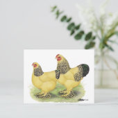 Brahmas:  Bleekgele Bantams Briefkaart (Staand voorkant)