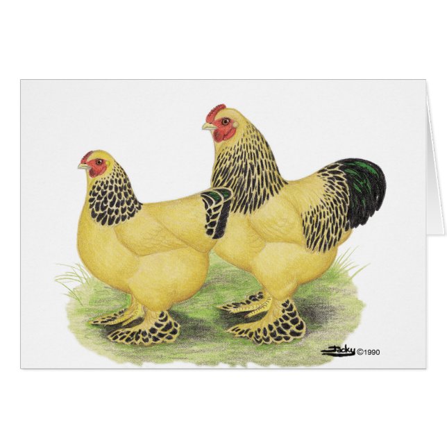 Brahmas:  Buff Bantams (Voorkant Horizontaal)