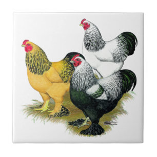 Brahmas Drie Hanen Tegeltje