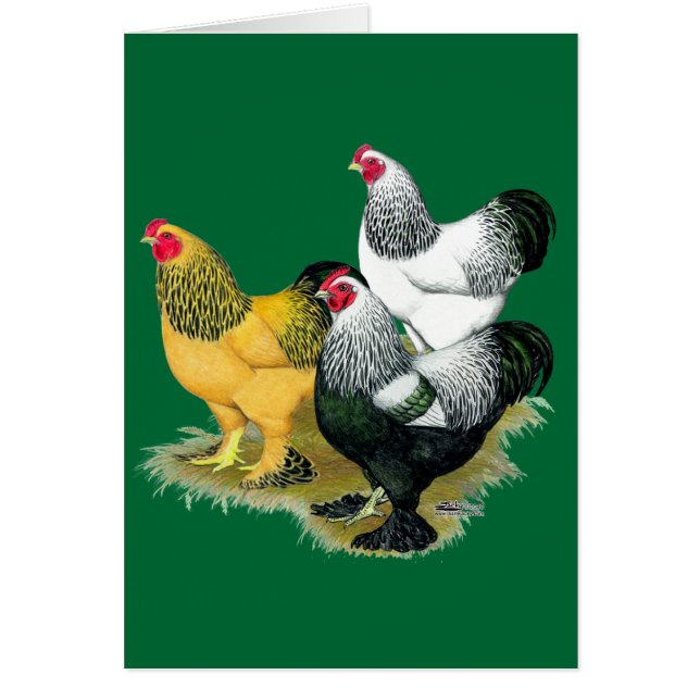 Brahmas Drie Roosters (Voorkant)