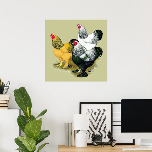 Brahmas Drie Roosters Poster (Thuiskantoor)