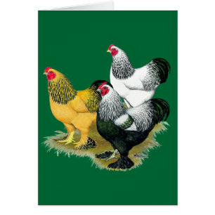 Brahmas trois coqs