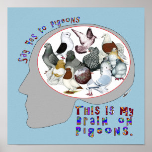 Brain aan duiven poster