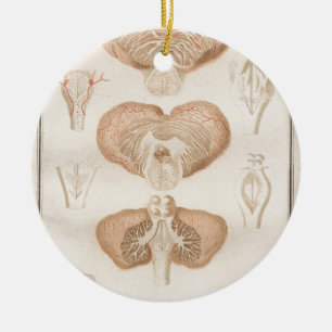 Brain Three - Neuroanatomie Keramisch Ornament