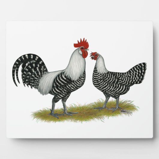 Brakel Chickens Fotoplaat (Voorkant)