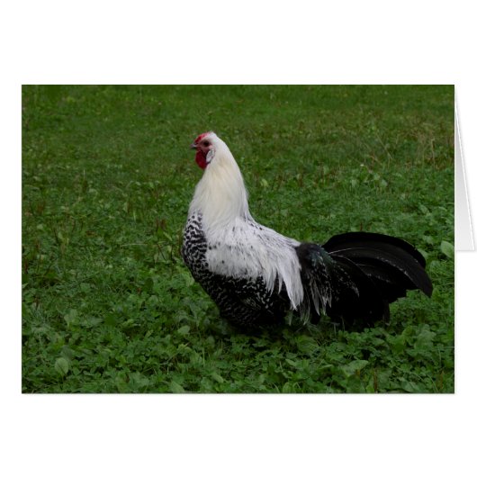 Brakel Hahn (Voorkant Horizontaal)