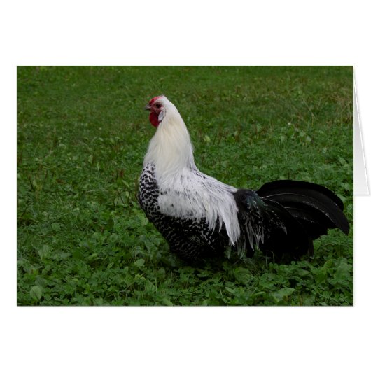 Brakel Hahn (Voorkant Horizontaal)