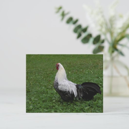 Brakel Hahn Briefkaart (Staand voorkant)