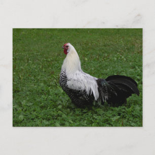 Brakel Hahn Briefkaart