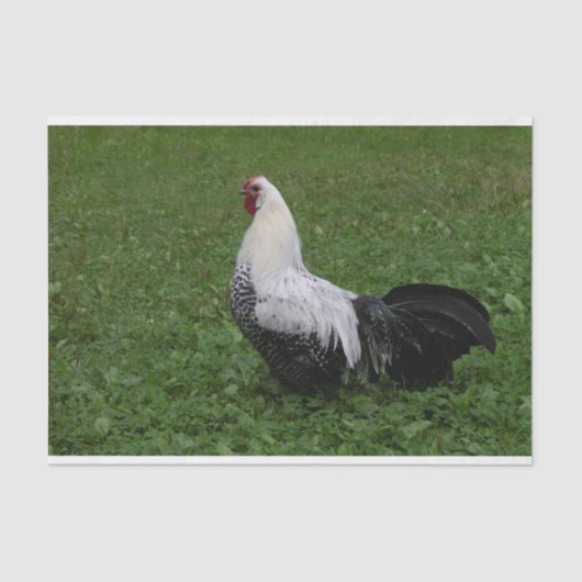 Brakel Hahn Tissuepapier (Voorkant)