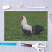 Brakel Hahn Tissuepapier (Craft)