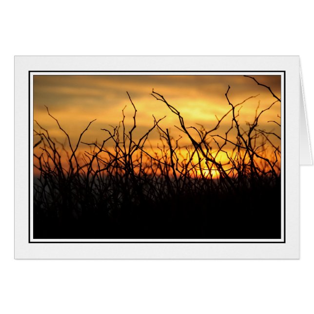Brambles op zonsondergang (Voorkant Horizontaal)