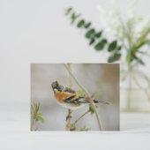 Brambling briefkaart (Staand voorkant)