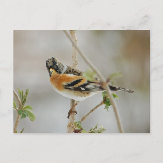Brambling briefkaart (Voorkant)