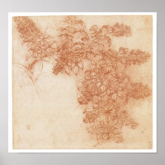 Branch of a Blackberry, Leonardo Da Vinci Poster (Voorkant)