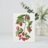 Branch of Blackberry Fruit Waterverf Painting Briefkaart (Staand voorkant)