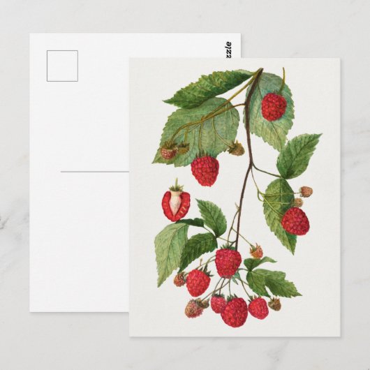 Branch of Blackberry Fruit Waterverf Painting Briefkaart (Voorkant / Achterkant)