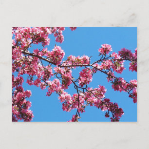 Branch of Cherry Blossom Briefkaarten