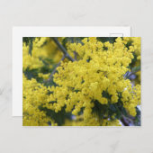 Branch of mimosa briefkaart (Voorkant / Achterkant)