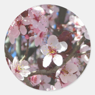 Branch of Pink Blossom Spring Floral Ronde Sticker