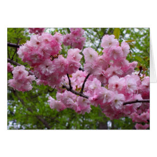 Branche cerise fleur