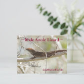 Branche de lézard d'Anole Floride Carte postale (Debout devant)