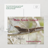 Branche de lézard d'Anole Floride Carte postale (Devant / Derrière)