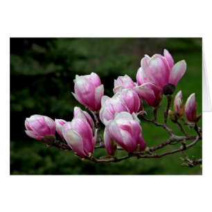 Branche de Magnolia