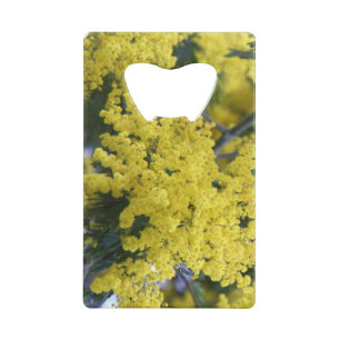 Branche de mimosa