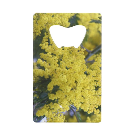 Branche de mimosa (Devant)