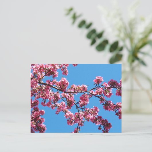 Branche des cartes postales en fleurs de cerisier (Debout devant)