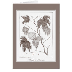 Branche d'usine de coton - joli Enraving antique