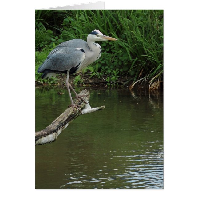 Branche Heron (Devant)