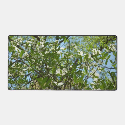 Branche of Dogwood Blossoms Spring Trees (Recto)