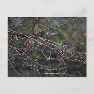 Branches dans la pluie   Carte postale Blue Beach 