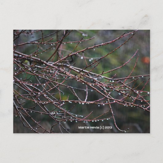 Branches dans la pluie | Carte postale Blue Beach  (Devant)