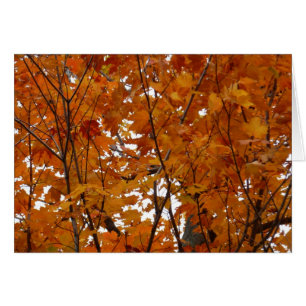 Branches de feuilles d'érable I Automne orange