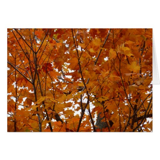 Branches de feuilles d'érable I Automne orange (Devant horizontal)
