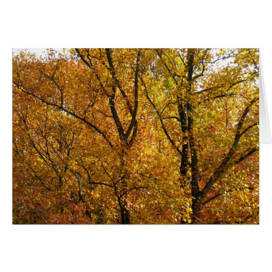 Branches de Feuilles Jaunes Bright Automne Coloré (Devant horizontal)