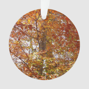 Branches de feuilles orange Automne Nature