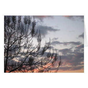 Branches du coucher de soleil