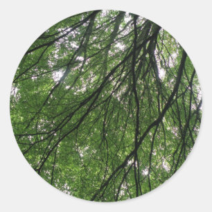 Branches et Stickers Feuille
